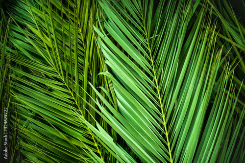 tropical palm leaves  jungle leaf floral background