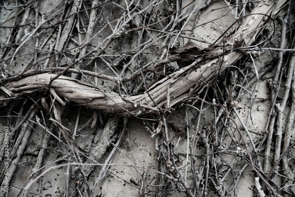 halloween old wall plant creeper old backgrounds