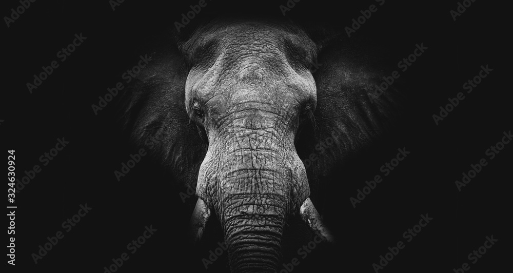Elephant on black, fine art B&W 