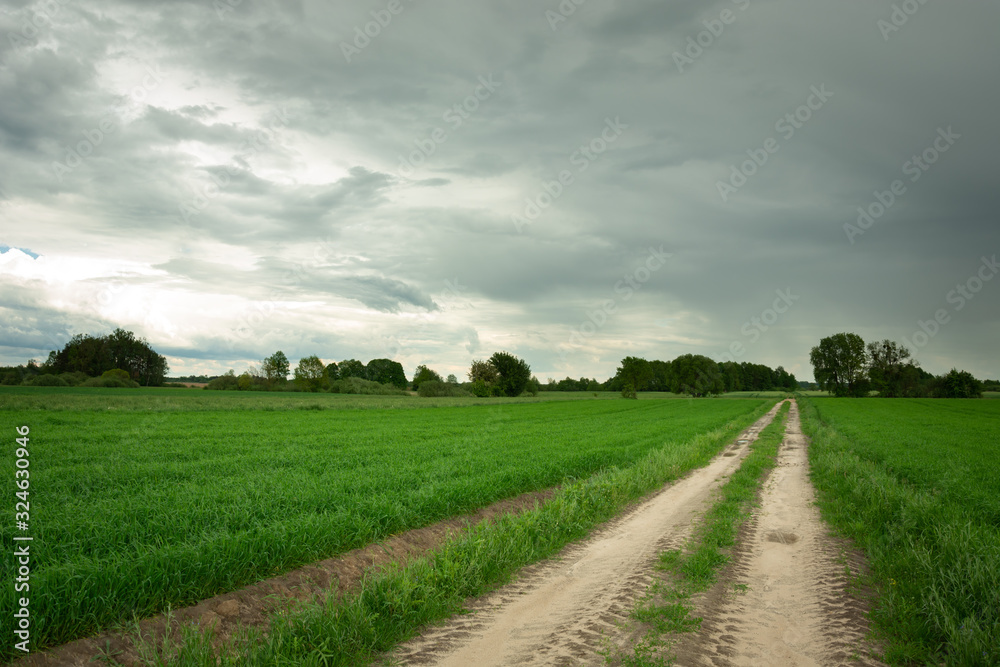 Obraz premium A sandy road through green fields and a cloudy sky, spring view