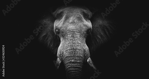 Photo Elephant on black, fine art B&W