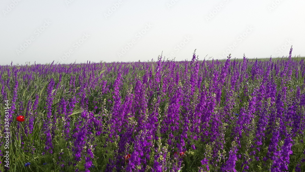 Fototapeta premium lavender field