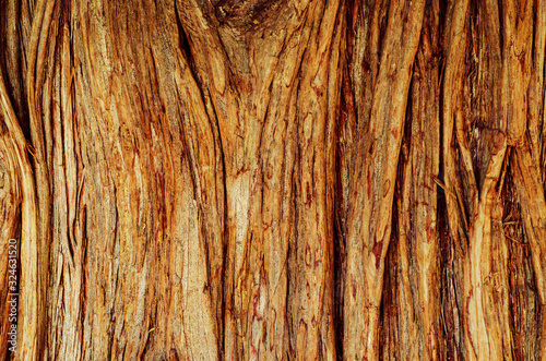 Tree surface texture photo