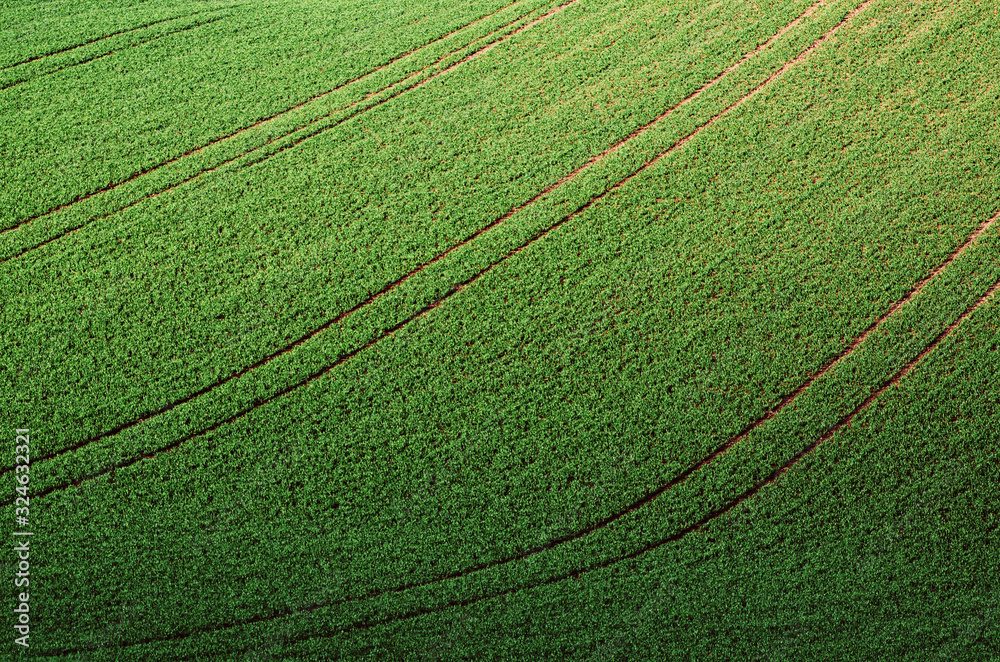 Green grass field background Green grass field background
