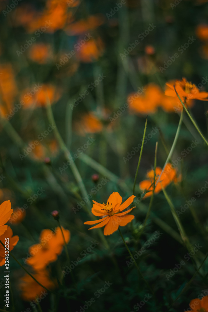 flowers on green background of grass flowers on green background of grass