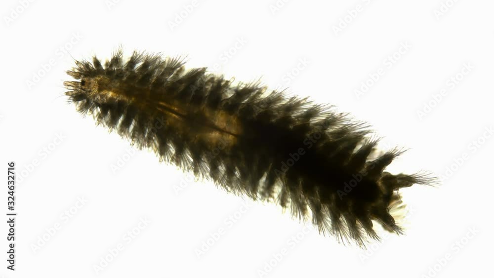 a worm of the Chrysopetalidae family under a microscope, class Polychaeta, possibly the genus Chrysopetalum sp. was found in the atlantic ocean a worm of the Chrysopetalidae family under a microscope, class Polychaeta, possibly the genus Chrysopetalum sp. was found in the atlantic ocean