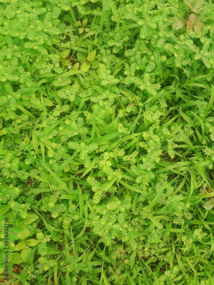 background of green leaves background of green leaves