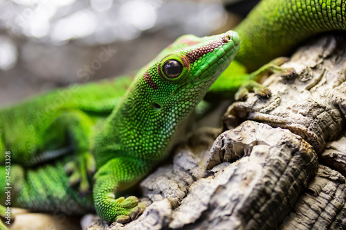 Madagascar Gecko 