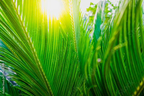 Vegetable background with palm leaves at sunset.