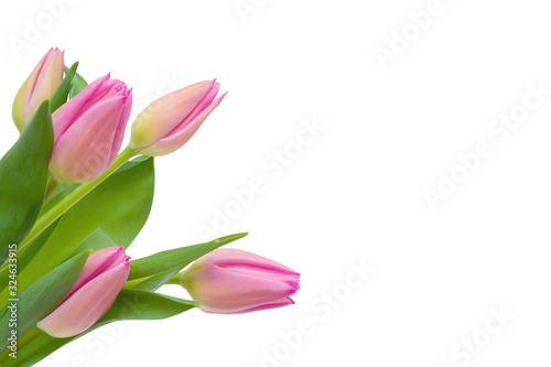 Pink Tulip bouquet with green leaves isolated on white background  copy space