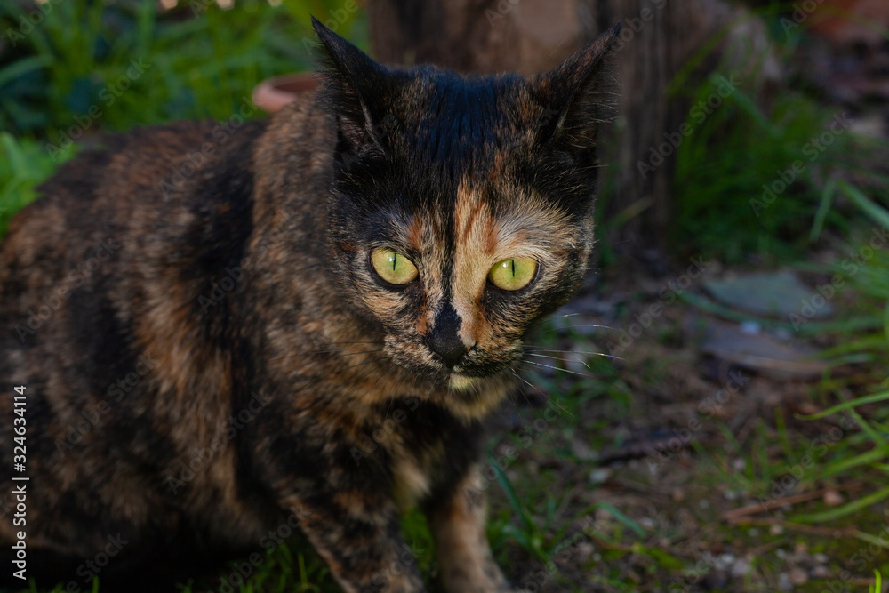 Beautiful carey cat in a garden full of green leaves and plants and a tree