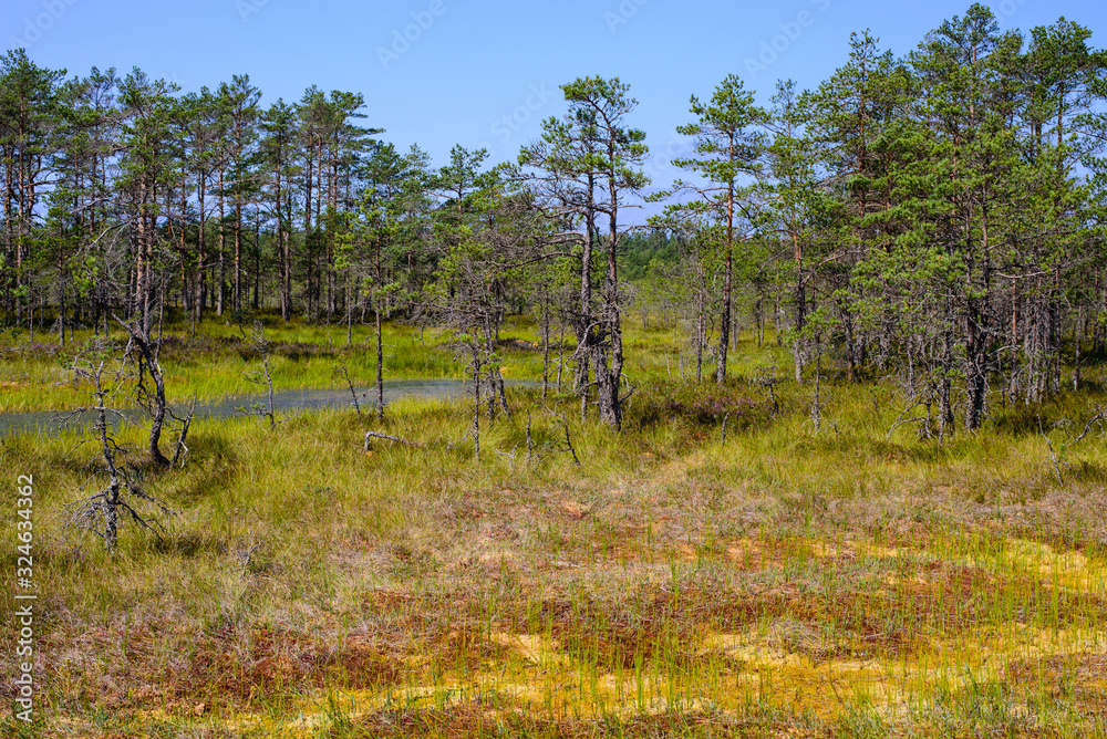 Viru bog (Viru Raba) in Lahemaa national Park, a popular natural attraction in Estonia. Picturesque landscape with swamp and forest Viru bog (Viru Raba) in Lahemaa national Park, a popular natural attraction in Estonia. Picturesque landscape with swamp and forest