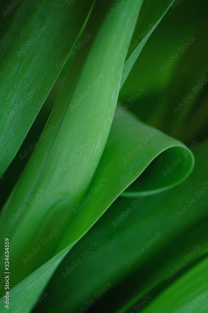 Natural green foliage background. Minimal styled abstract wallpaper. Natural green foliage background. Minimal styled abstract wallpaper.
