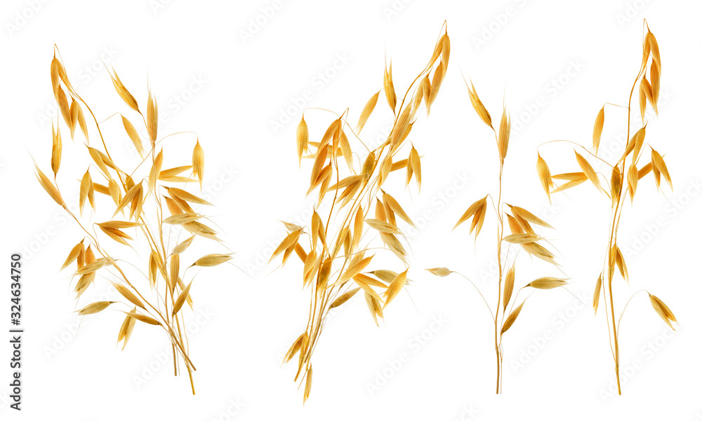 Oat ear with grains isolated. Ripe yellow oats cereal set isolated on white background Oat ear with grains isolated. Ripe yellow oats cereal set isolated on white background