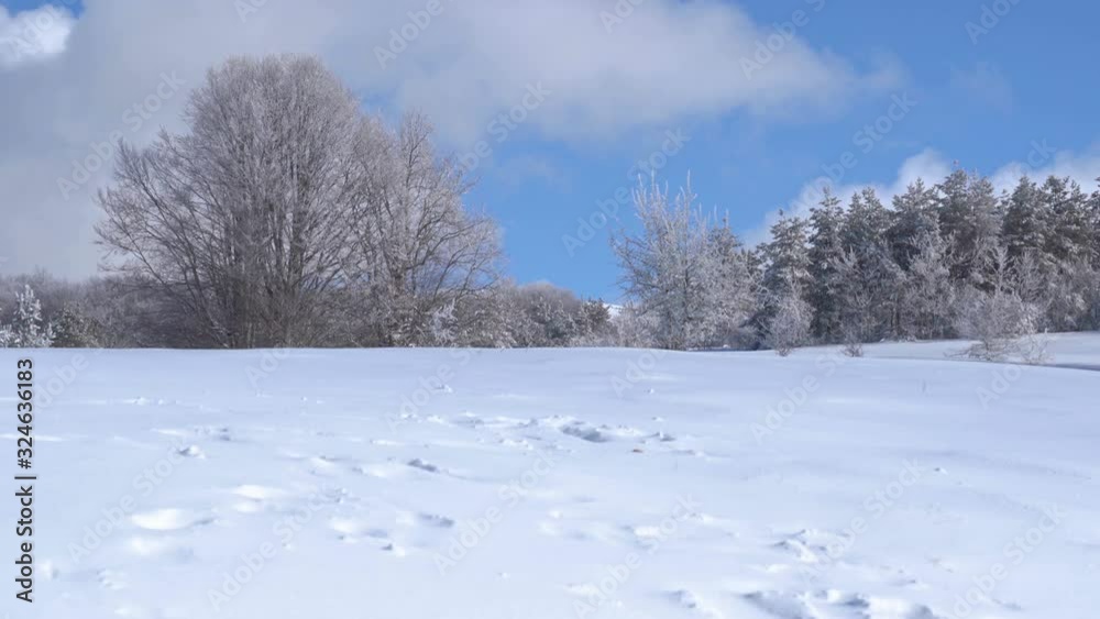Snow winter forest. Fresh cold morning at a winter forest. Snow Winter Background. Snow winter forest. Fresh cold morning at a winter forest. Snow Winter Background.