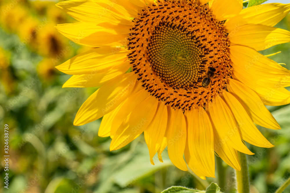 Sunflower natural background. Bee on sunflower. Sunflower natural background. Bee on sunflower.