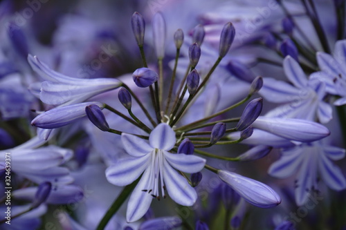Schmucklilie Agapanthus praecox photo