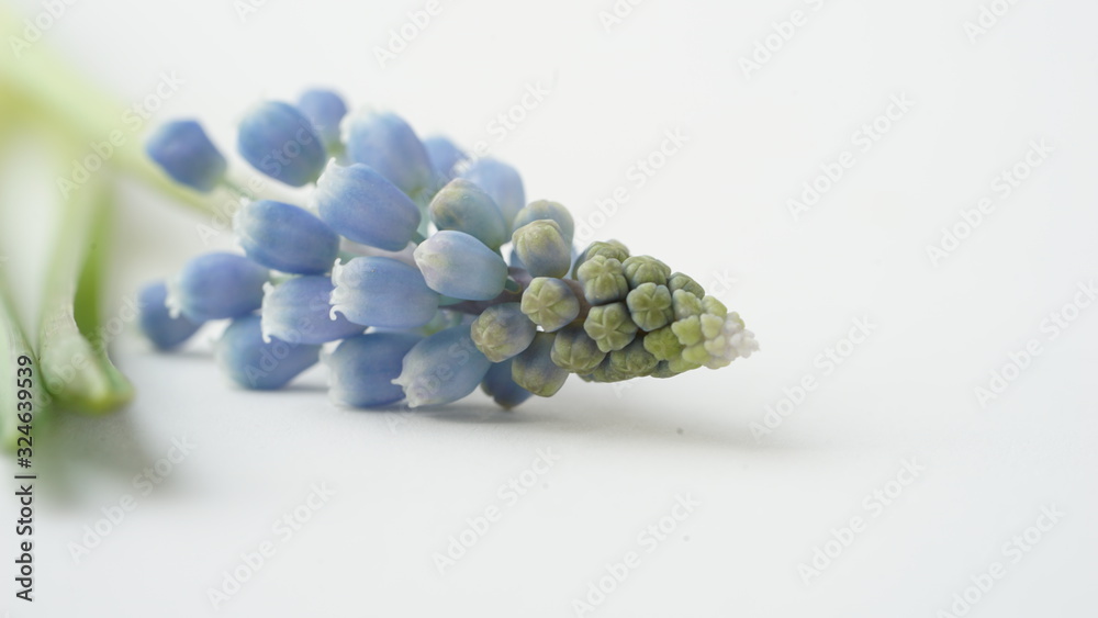 Macro photo of blue Muscari plant on a white background.Beautiful spring mouse hyacinth. Macro photo of blue Muscari plant on a white background.Beautiful spring mouse hyacinth.