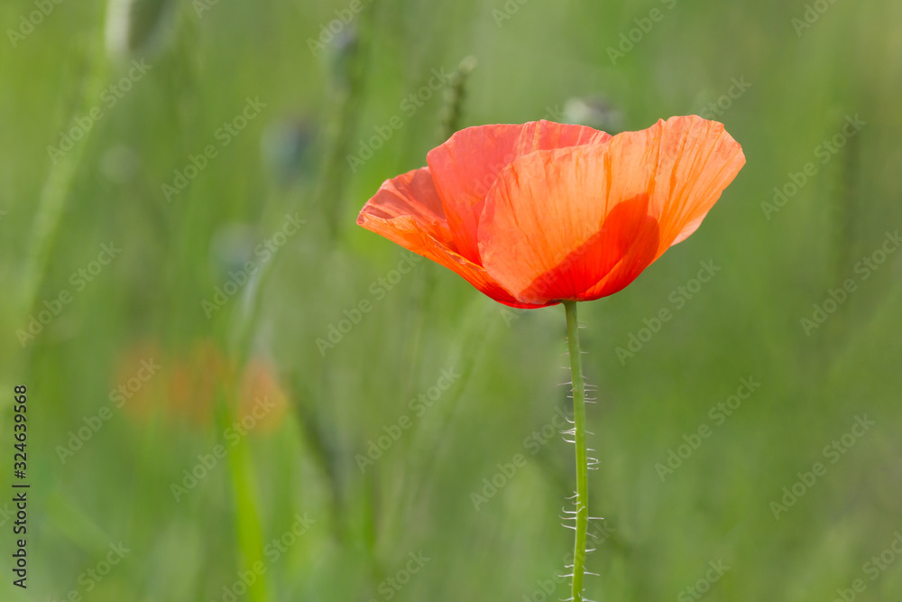 red poppy flower in green grass on meadow red poppy flower in green grass on meadow