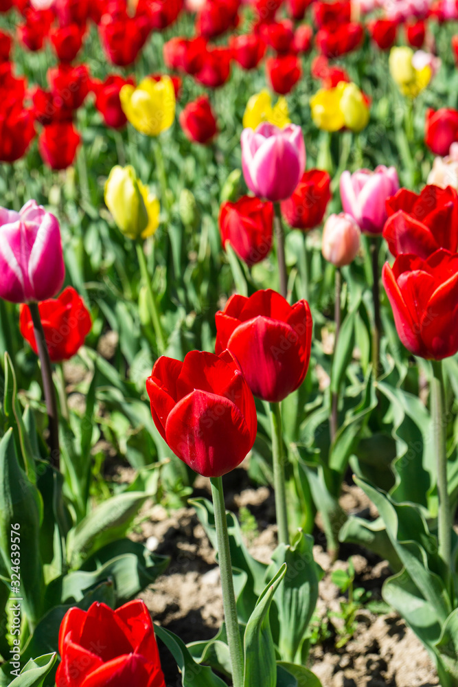 Tulip flowers on field