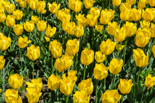 Tulip flowers on field