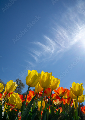 Fototapeta Naklejka Na Ścianę i Meble -  Tulip flowers on field