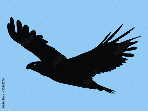 Eagle vector, Abstract vector illustration of eagle