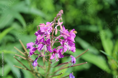 Purple fireweed   rosebay willow herb   giant willow herb   epilobium angustifolium flowers in a closeup. Blooming colorful flowers with soft green background. Photographed in Finland sunny spring day