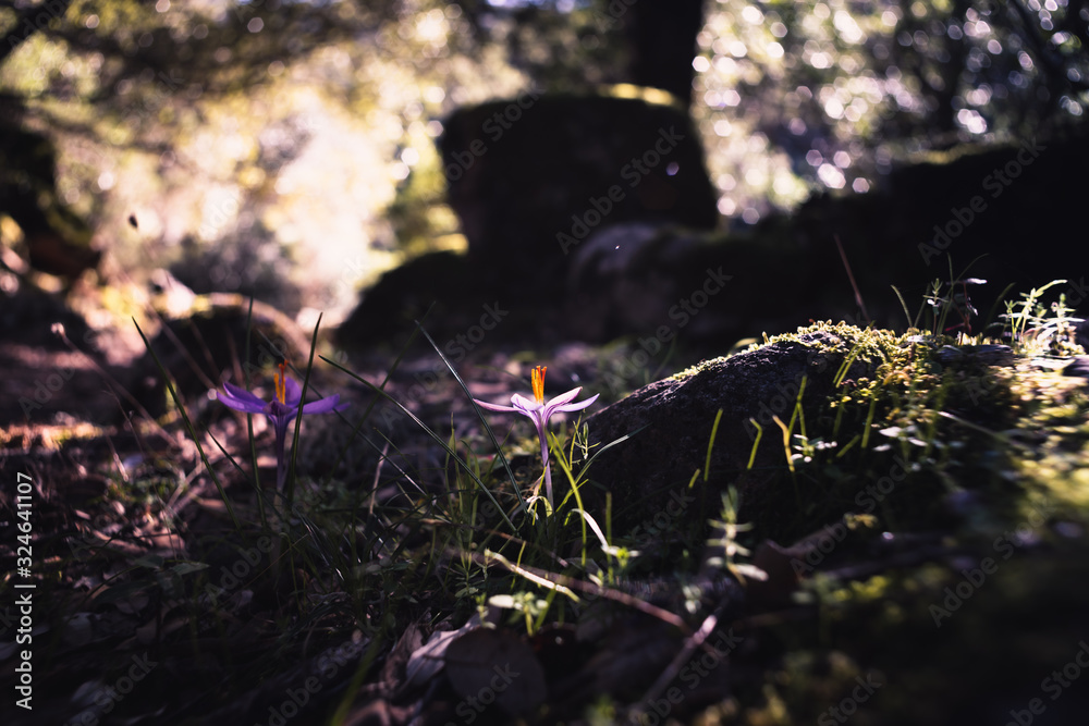Crocus Flowers blossoming in forest undergrowth Crocus Flowers blossoming in forest undergrowth