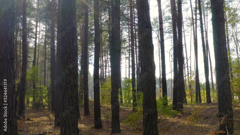 Change of seasons from autumn to winter in a pine forest on a sunny day. Lateral slow motion of the camera along the line of the forest. Change of seasons from autumn to winter in a pine forest on a sunny day. Lateral slow motion of the camera along the line of the forest.