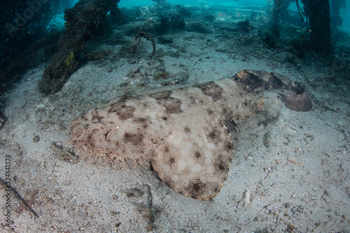 A well-camouflaged Tasseled wobbegong lies under a pier in Raja Ampat, Indonesia. This region is thought to be the center of marine biodiversity and is a popular area for diving and snorkeling. photo