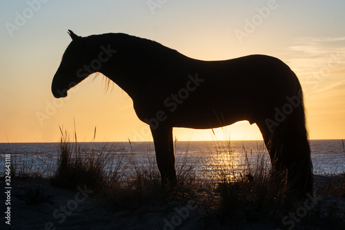 Retrato a contraluz de la silueta de un caballo español al atardecer