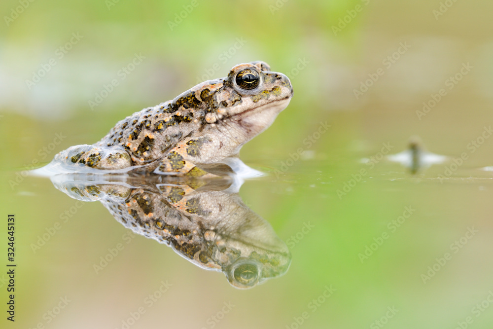 Fototapeta premium Wechselkröte Bufo viridis