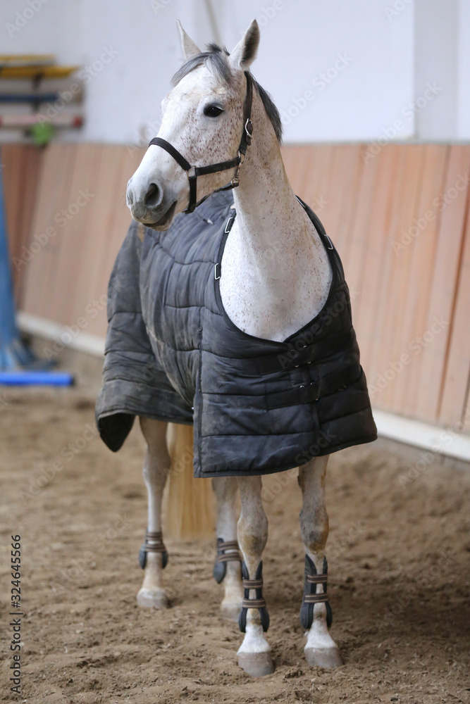Photo of a young racehorse before training