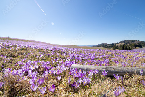 Violet flower saffron in spring time