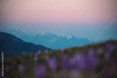 Violet flower saffron in spring time © iva