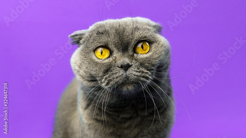Fototapeta Naklejka Na Ścianę i Meble -  Very surprised scottish fold cat on isolated purple colored background, big eyes, portrait, copy space