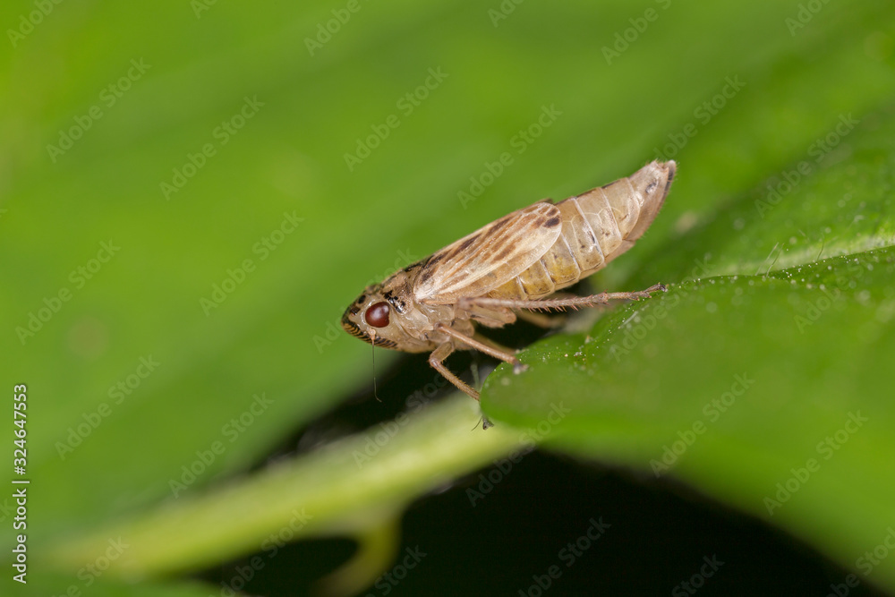 Aphrophora alni, the European alder spittle bug, is a species belonging to the family Aphrophoridae..