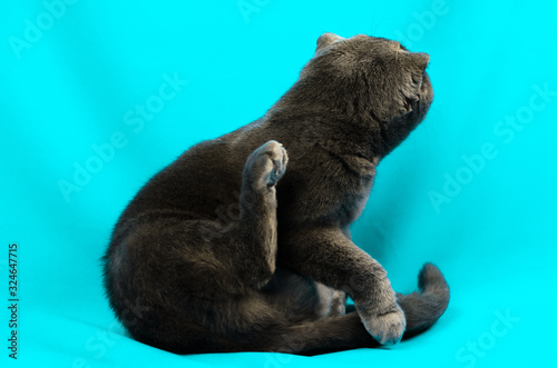Scottish fold cat washing her face on an isolated colored turquoise photo