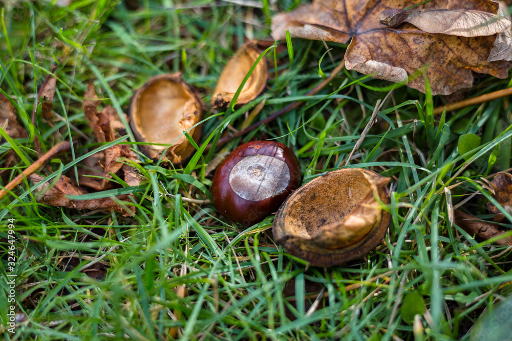 Chestnuts and leaves lying on the grass Chestnuts and leaves lying on the grass