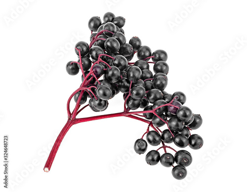 Elderberries with red twig isolated on a white background. Black elderberry fresh fruit. Sambucus nigra. photo