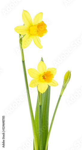 Fototapeta Naklejka Na Ścianę i Meble -  Pair of narcissus flower isolated on a white background. Spring flowers.