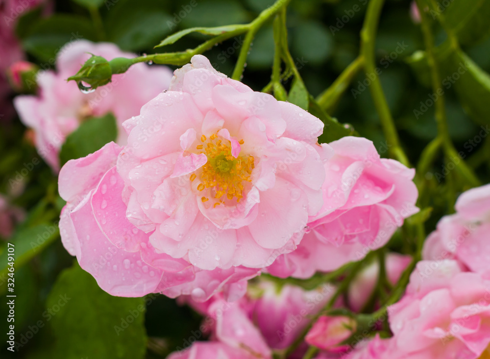 Fototapeta premium Pink roses on the bush