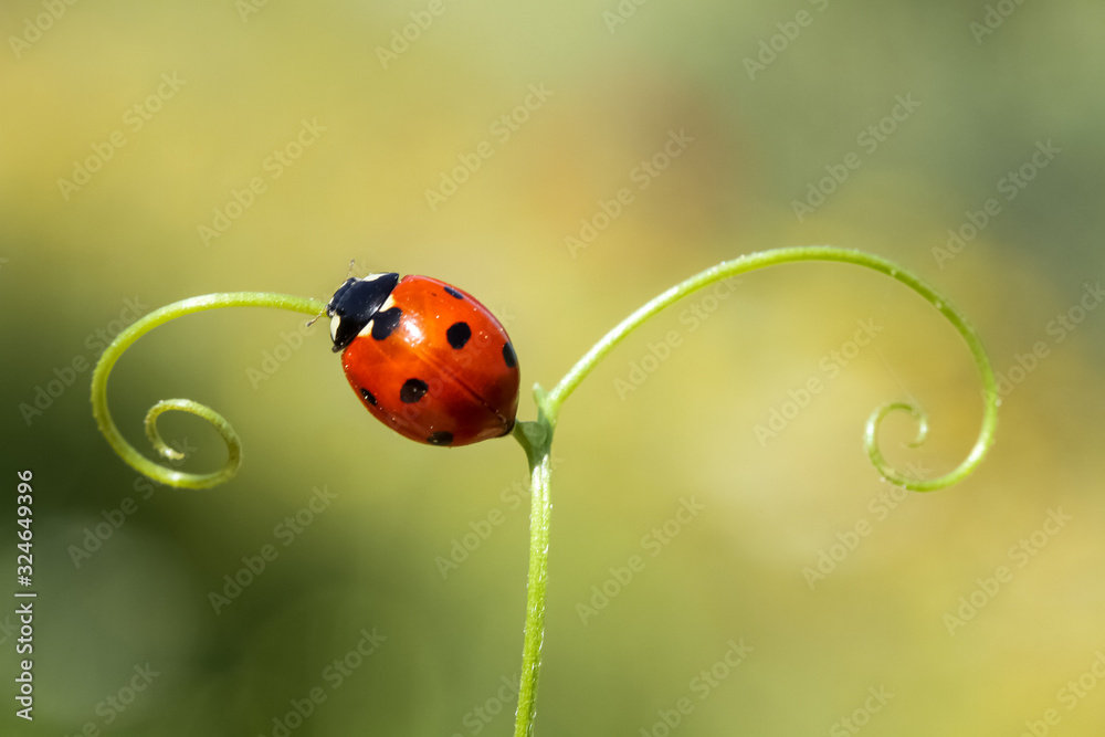 Obraz premium ladybug on green leaf