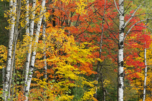 Landscape of autumn woodland with maples and aspens, Ottawa National Forest, Michigan's Upper Peninsula, USA