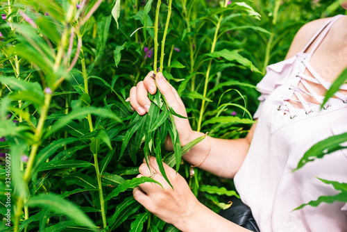 A woman collects leaves of willow grass in the summer. Narrow-leaved plant Ivan Tea.