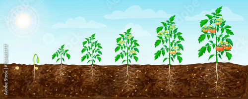 tomato plant growth stages from seed to flowering and ripening. illustration of tomato feld and life cycle of healthy tomatoes plants with underground roots system in nature. organic gardening