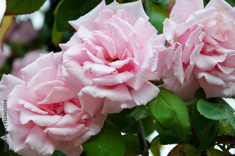 Fragrant beauty. Rose flowers blossoming in park garden. Shrub of rosy roses flowering in summer. Garden roses in blossom. Blossoming flowers in summer garden. Summer bloom Fragrant beauty. Rose flowers blossoming in park garden. Shrub of rosy roses flowering in summer. Garden roses in blossom. Blossoming flowers in summer garden. Summer bloom