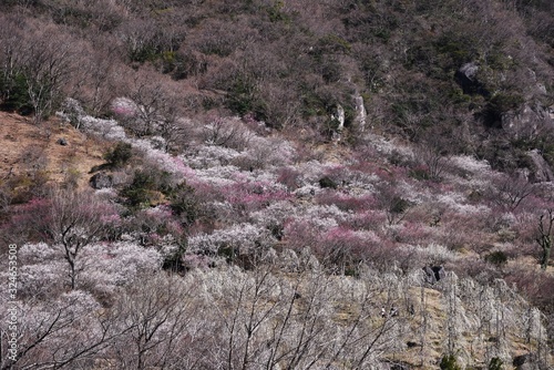 Spring Attractions in Japan / Yugawara Ume Garden, Kanagawa Prefecture. photo