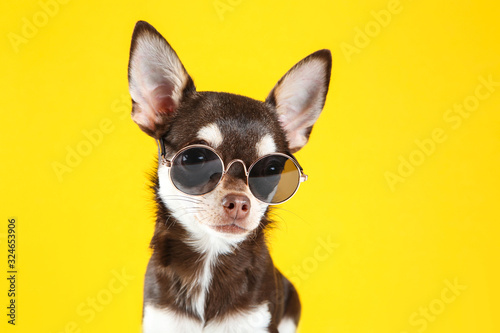 Chihuahua dog in sunglasses on yellow background